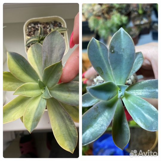 Суккуленты