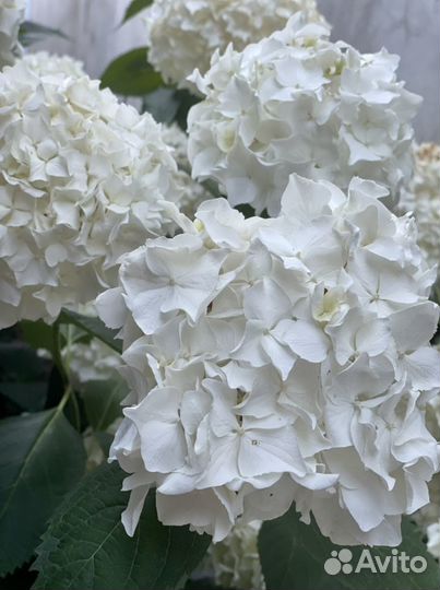 Гортензия саженцы
