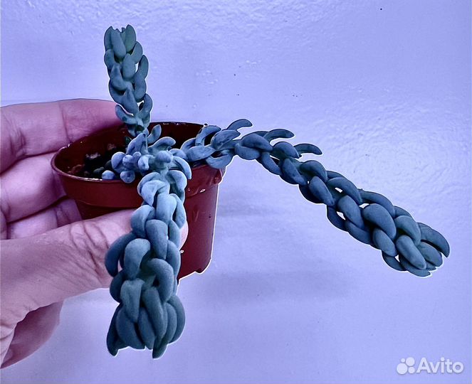 Суккуленты сортовые, кактусы