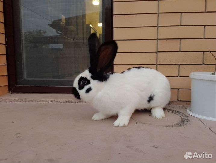 Кролики немецкий пестрый великан