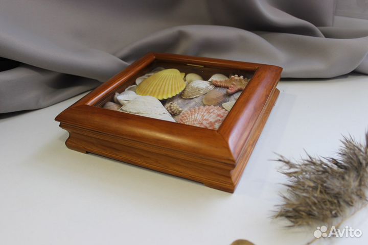 Морские ракушки раковины набором