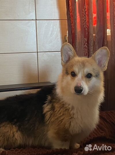 Щенок Корги мальчик