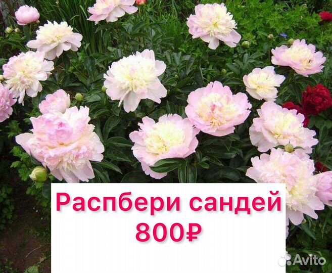 Пионы саженцы