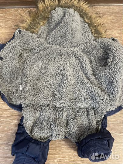 Одежда для собак