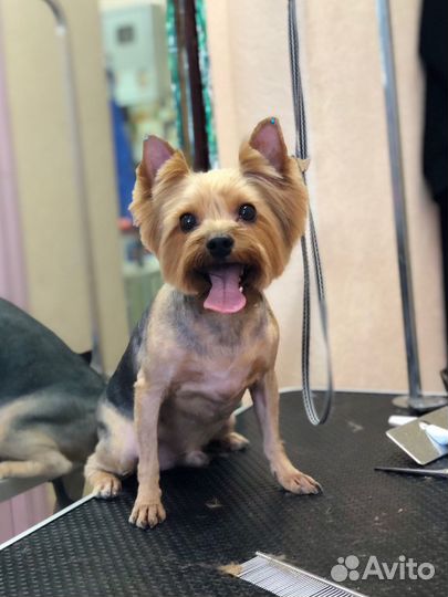 Стрижка собак и кошек-груминг люберцы(Реутов)