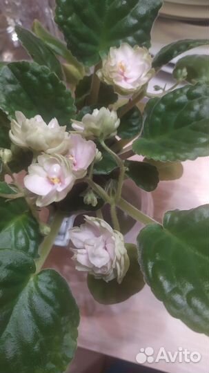 Сортовые фиалки