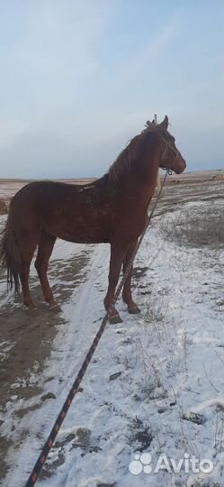 Жеребец 6 летка