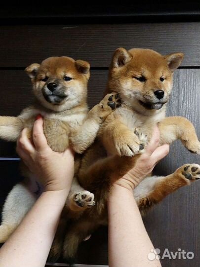 Сиба шиба ину щеночки