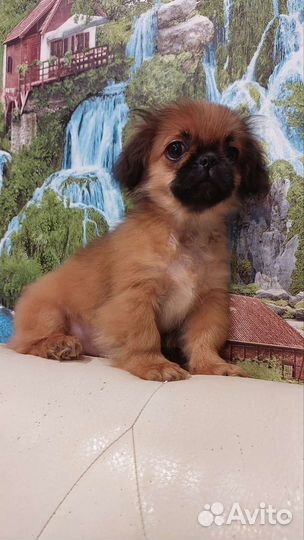 Пекинесики девочки