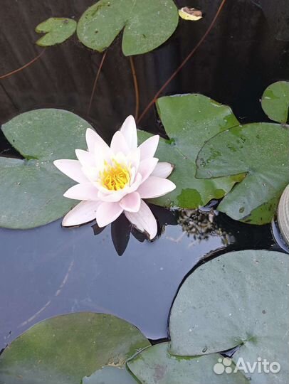 Водяная лилия