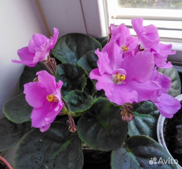 Фиалка детки