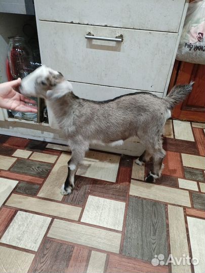Нубийская козочка