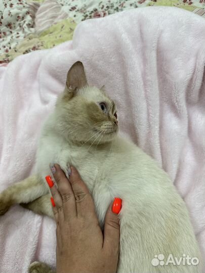 Кошечка британка