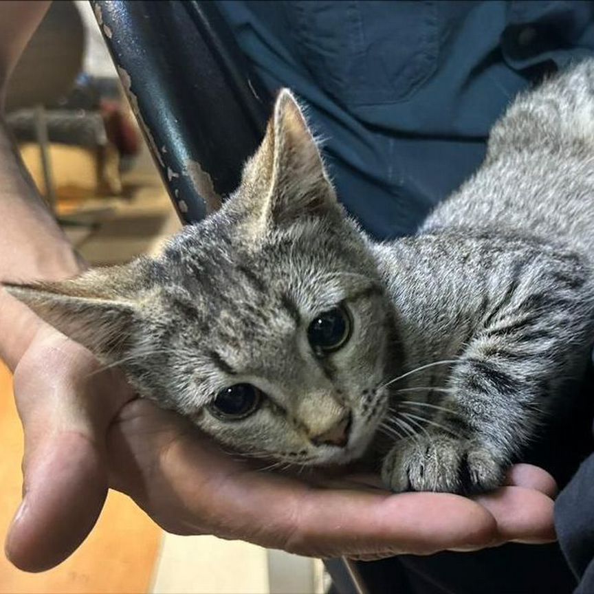 Котенок девочка полосатая 5 месяцев