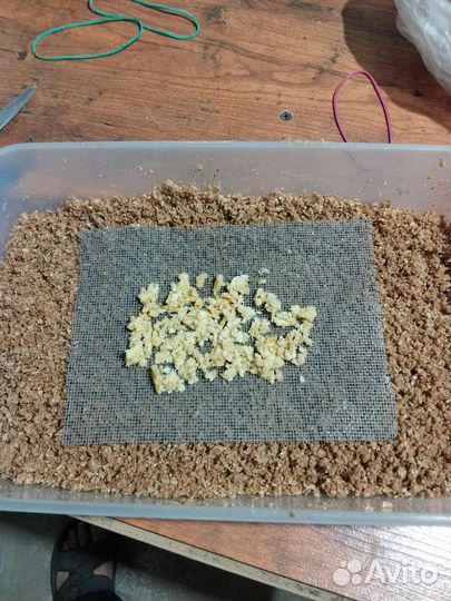 Яйцо черной львинки