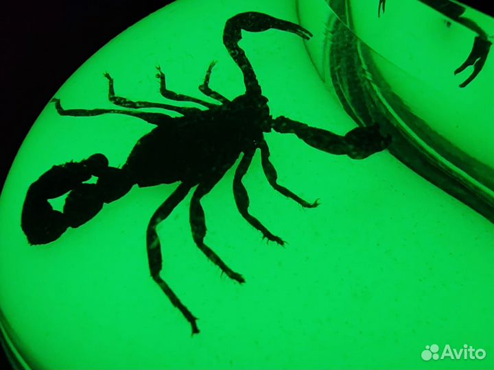 Беспроводная мышь