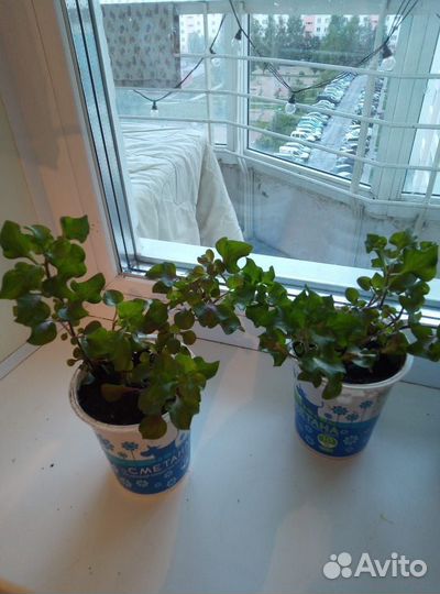 Альтернантера бетзикиана