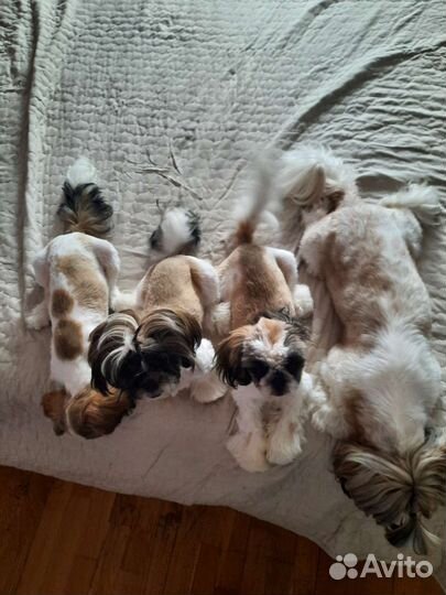 Щенки ши-тцу