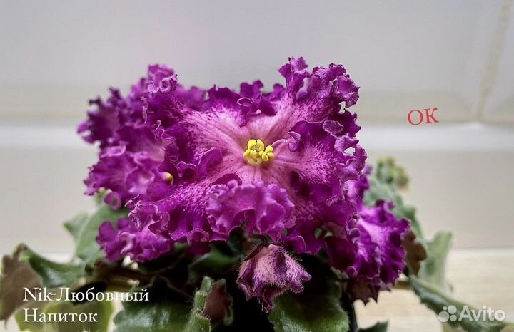 Фиалка сартовая детки