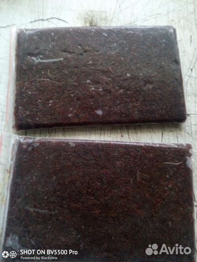 Мотыль мелкий свежемороженный за кг