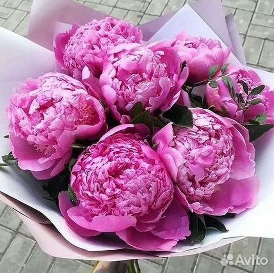 Пионы Букет