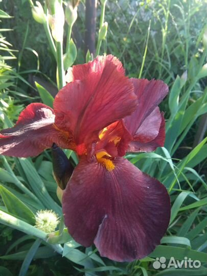 Ирисы бородатые