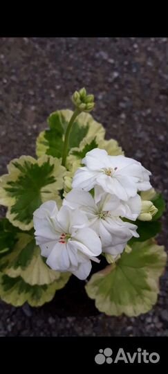 Пеларгония герань