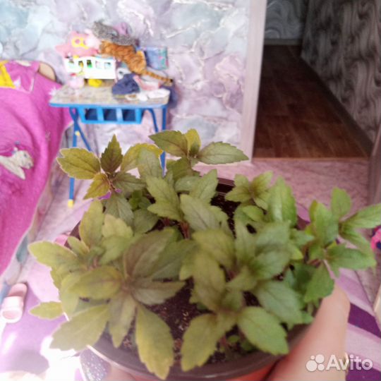 Домашние цветы