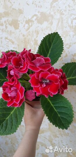 Глоксиния махровая