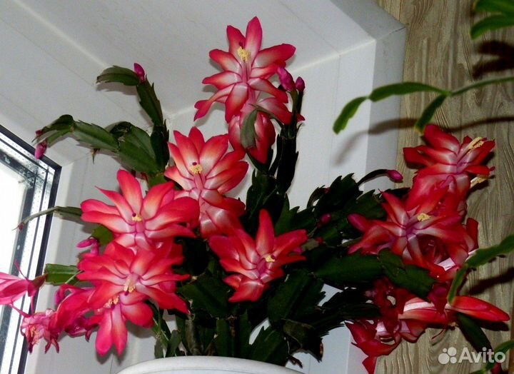 Цветы декабриста, шлюмбергера