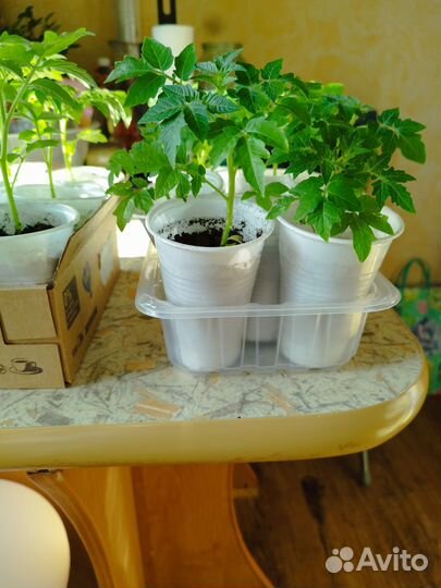 Рассада томатов