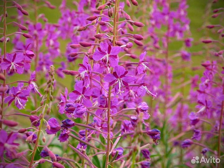 Иван чай 1 кг 2О23 экочай, вкуснющий