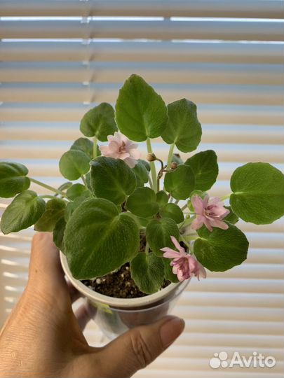 Фиалка ампельная