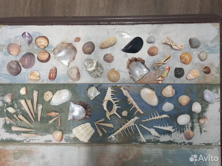Ракушки в ассортименте