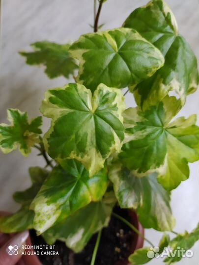 Сортовые пеларгонии