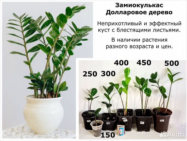 Цветы горшечные разные Обновлено апрель Цены от