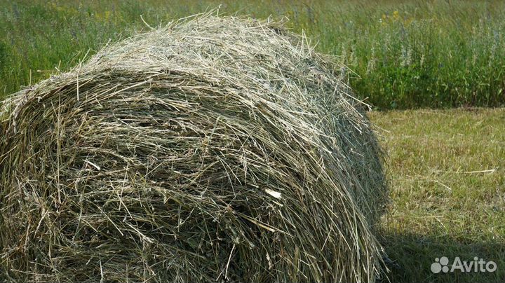 Сено 2023 года