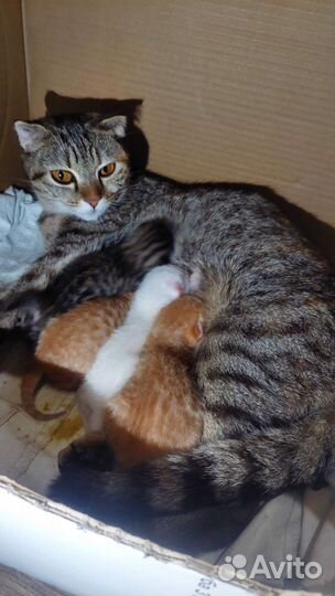 Вислоухие котята в добрые руки