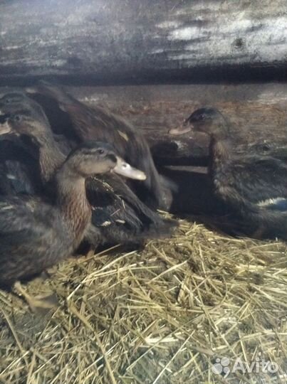 Подсадные утки