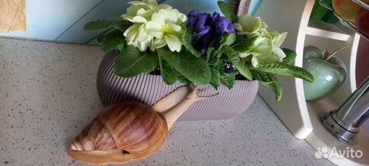 Улитки архахатины