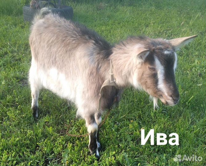 Коза дойная