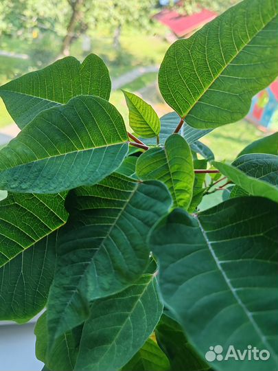 Пуансеттия красная