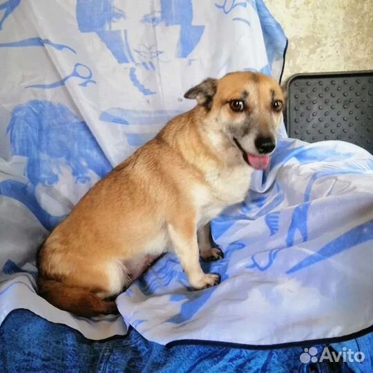 Собака Лисичка