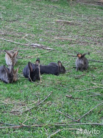Кролики мясных пород