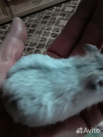 Джунгарский хомяк