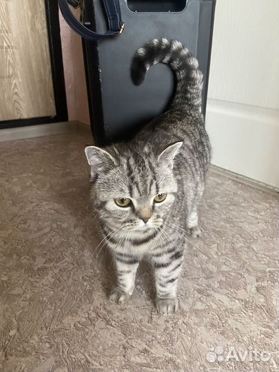 Шотладская кошка