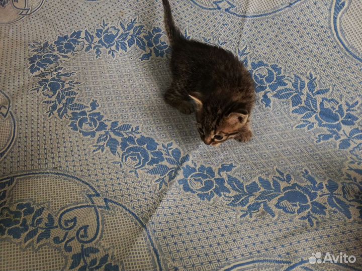 Серенький котик мальчик