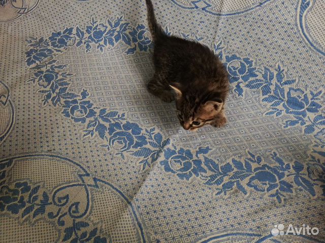 Серенький котик мальчик