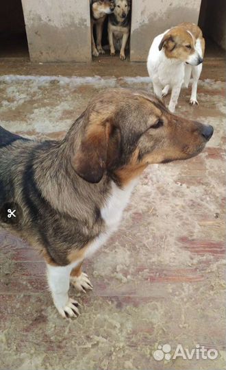 Собака Золотце, кобель