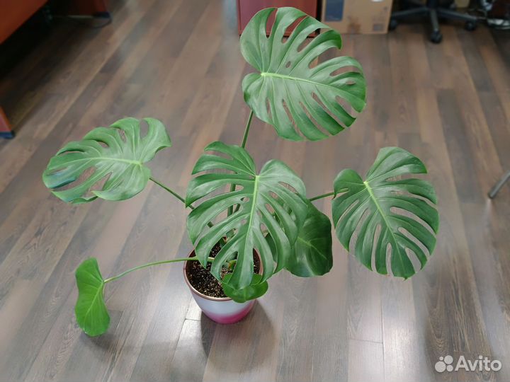 Монстера делициоза и другие растения